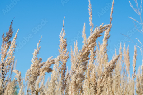 Fluffy panicles of dry yellow meadow feather grass growing thickly in the field, swaying in the wind, against a clear blue sky.