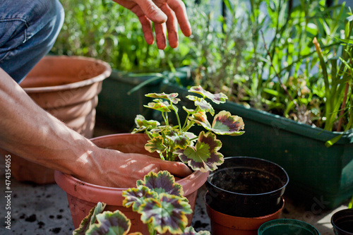 Gardening activity on the sunny balcony - repotting the plant Three-coloured Geranium - Pelargonium tricolour with decorative red, yellow and green leaves.