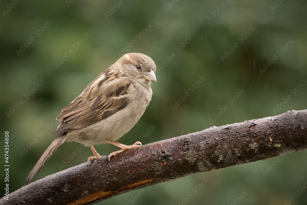 House Sparrow (Passer Domesticus) House Sparrow (Passer Domesticus)