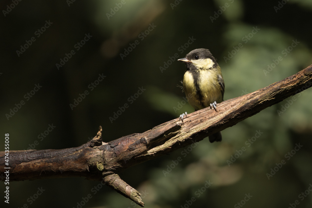 Obraz premium Great Tit (Parus major)