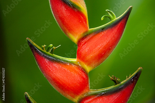 Heliconia rostrata - Hummerkralle - Falscher Paradiesvogel photo