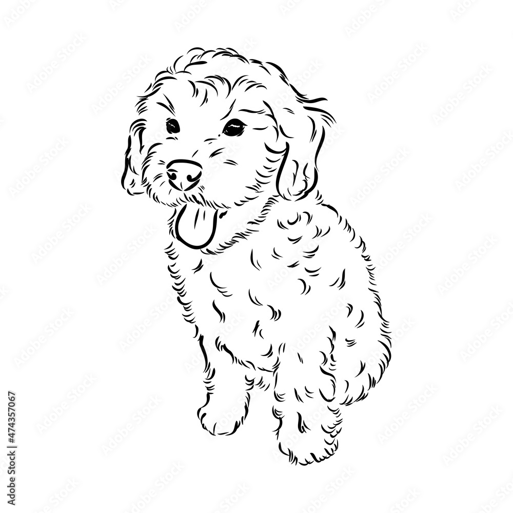 Labradoodle Mix dog - vector isolated illustration on white background Labradoodle Mix dog - vector isolated illustration on white background