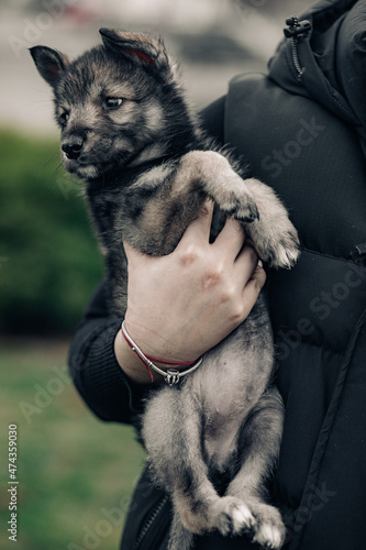 Woman holds and carries small puppy. © Stanislav