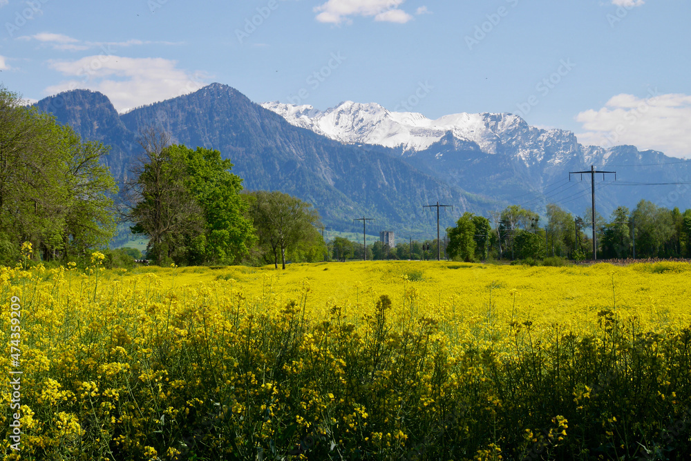 Rapeseed field with snow-capped mountains and Landquart in the background. Graubuenden, Grisons, Switzerland.