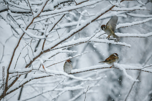 bird on a snowy branch, sparrow, wild animal close-up