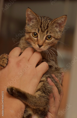 brown tabby kitten in hands
