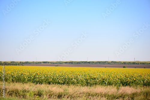 Field of sunflowers with green stems and yellow flowers