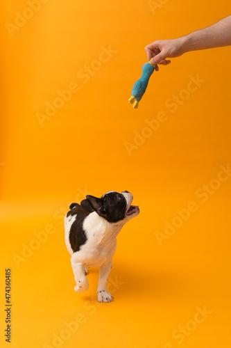 Obraz na plátně Vertical full length view of cute pied French Bulldog puppy jumping to catch squ