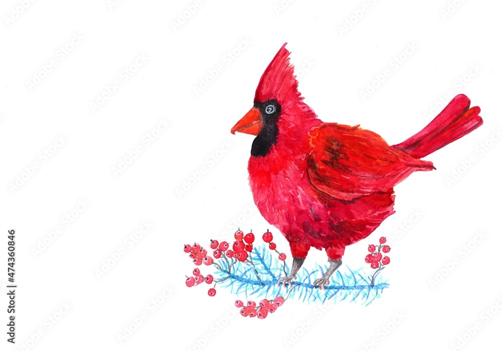 watercolor christmas card. hand-painted red cardinal bird on a blue coniferous twig with red berries isolated on white background