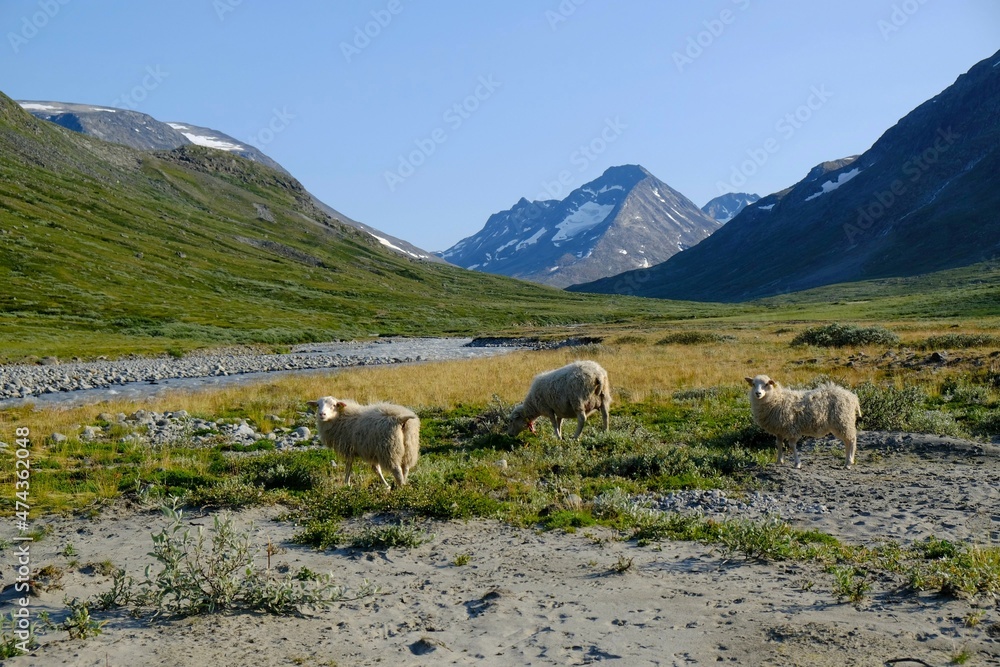 Mountain landscape with sheep grazing in the valley by the river.  Visdalen valley, on Visa River. Jotunheimen National Park