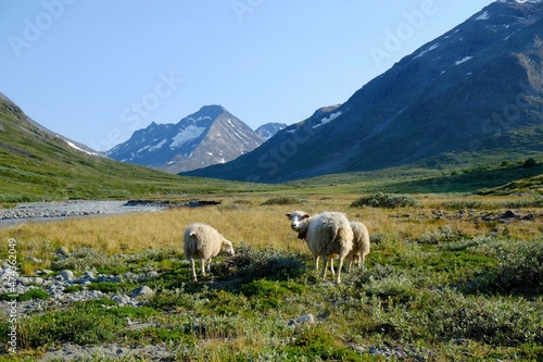 Mountain landscape with sheep grazing in the valley by the river. Visdalen valley, on Visa River. Jotunheimen National Park