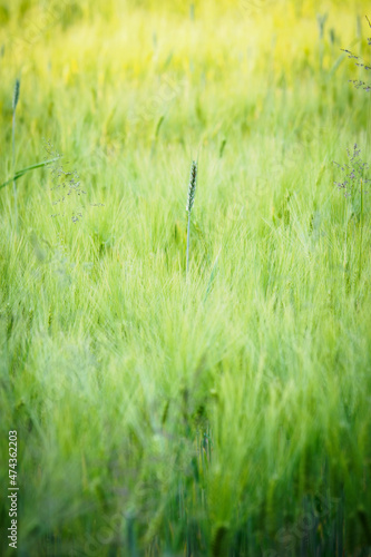 Detail of barley unripe on a field. © lapis2380