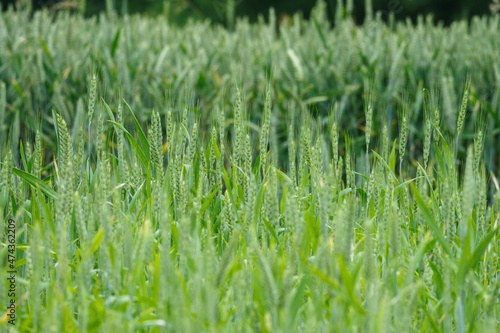 Detail of green ears in a field of grain. 