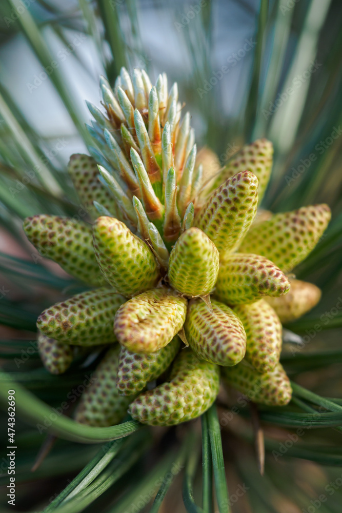 Pollen spores on the pine between the needles. Pollen spores on the pine between the needles.