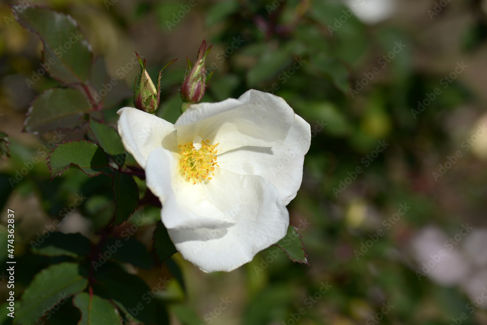 ホワイト・ノック・アウト バラの花 ホワイト・ノック・アウト バラの花