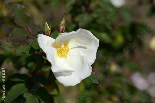ホワイト・ノック・アウト　バラの花