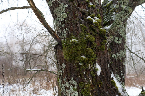 Moss in the winter forest 