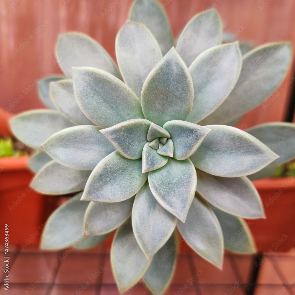 graptopetalum paraguayense in the garden graptopetalum paraguayense in the garden