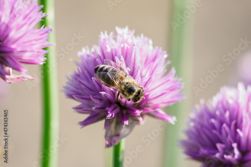 Honey bee pollinating flower chives.