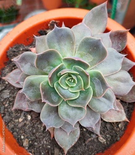 echeveria lilacina in garden close up view photo