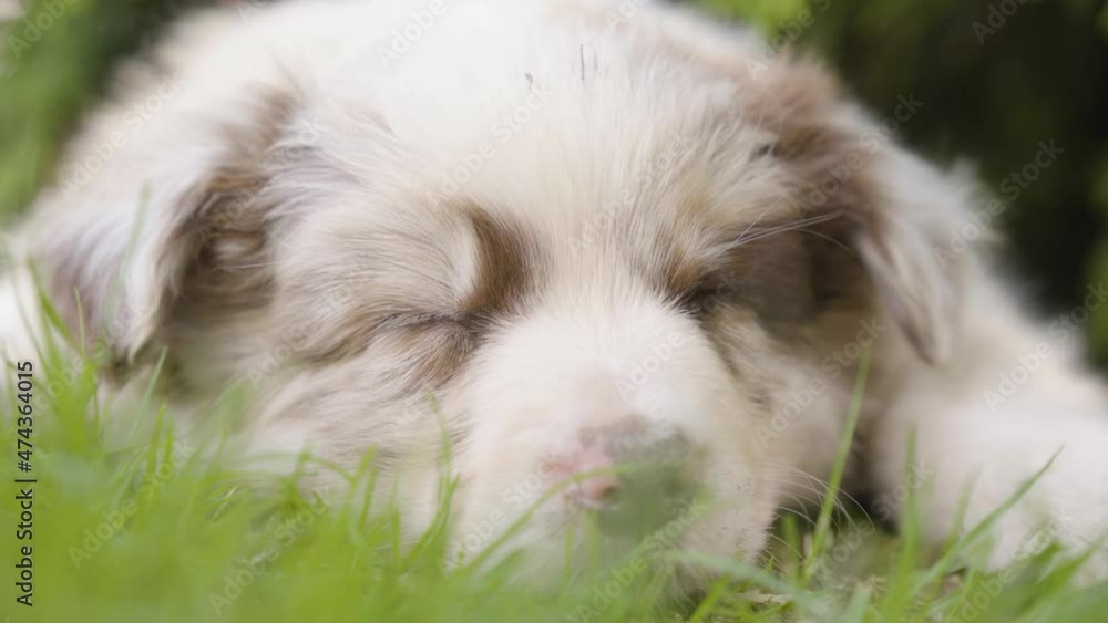 A cute little puppy sleeps under a tree - face closeup A cute little puppy sleeps under a tree - face closeup