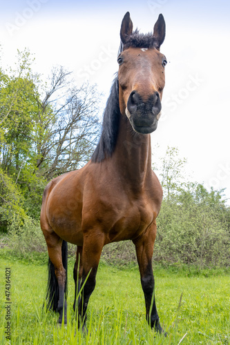 The horse of the thoroughbred breed stands in nature.
