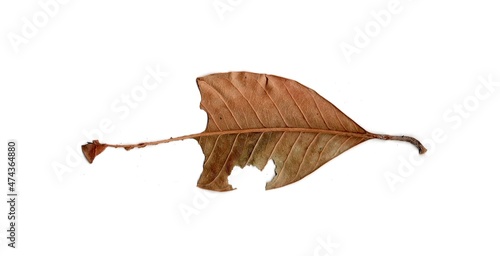 Leaf With Holes Eaten By Pests insects collection Isolated On White Background 