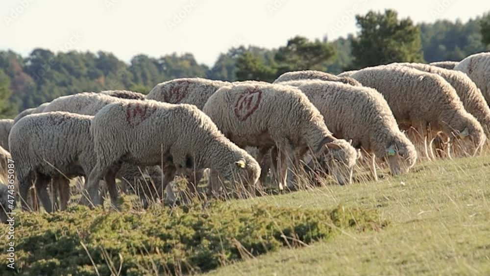 troupeau de mouton dans un alpage	
