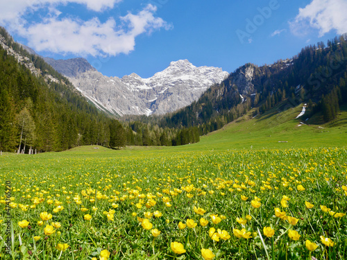 Yellow flower meadow in Nenzinger Himmel in early spring with snow-capped Panueler in the background. Vorarlberg  Austria.
