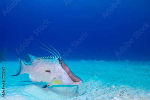 A single hogfish floats just above the tropical white sand where he was just foraging for food. These stunning creatures are in their natural habitat in the warm Caribbean waters of the Cayman Islands © drew