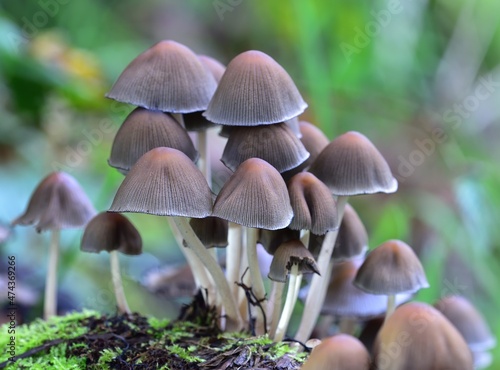 Autumn Fruiting Fungi photo