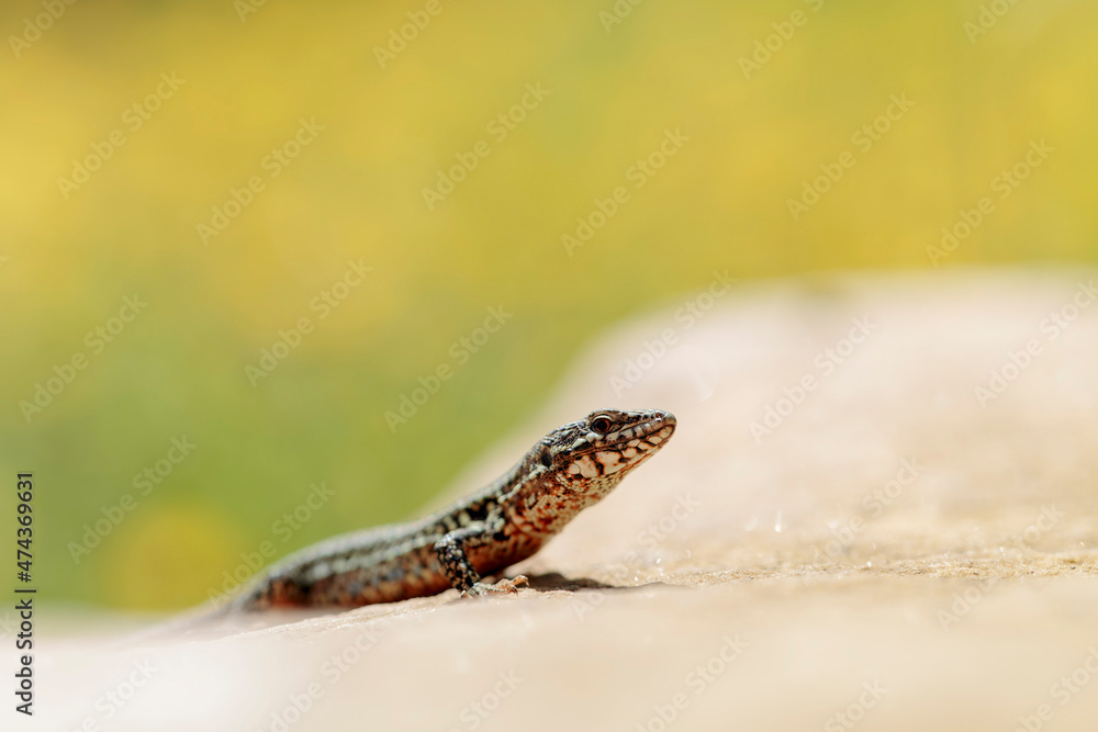 Obraz premium Common wall lizard Podarcis muralis sun bathing on a stone with yellow bokeh
