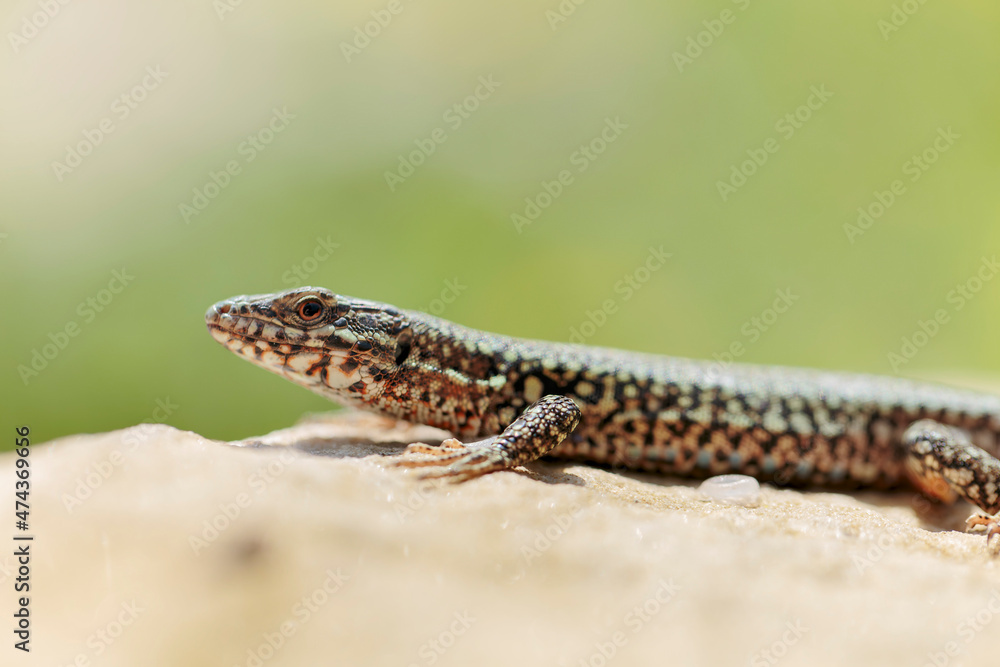 Naklejka premium Common wall lizard Podarcis muralis sun bathing on a stone with yellow bokeh