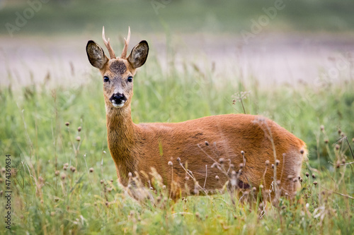 Roe Deer (Capreolus Capreolus)