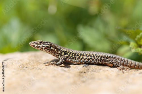 Common wall lizard Podarcis muralis sun bathing on a stone with yellow bokeh