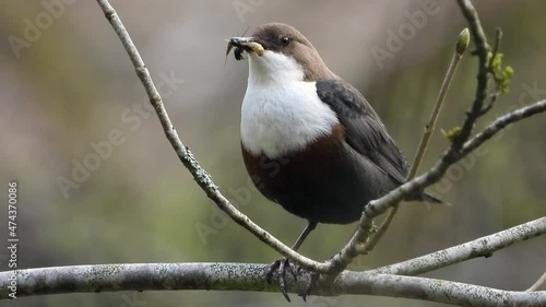 White-throated Dipper (Cinclus cinclus) photo