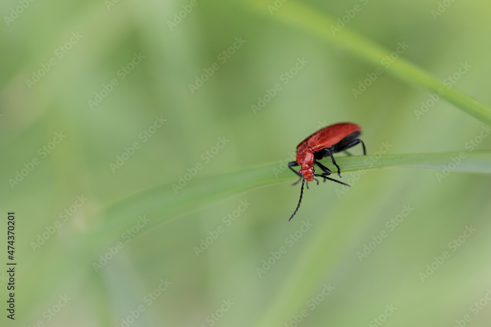 Cardinal Beetle Pyrochroa serraticornis perching on green plants Cardinal Beetle Pyrochroa serraticornis perching on green plants