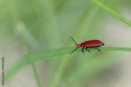Cardinal Beetle Pyrochroa serraticornis perching on green plants © denis