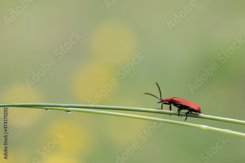 Cardinal Beetle Pyrochroa serraticornis perching on green plants photo