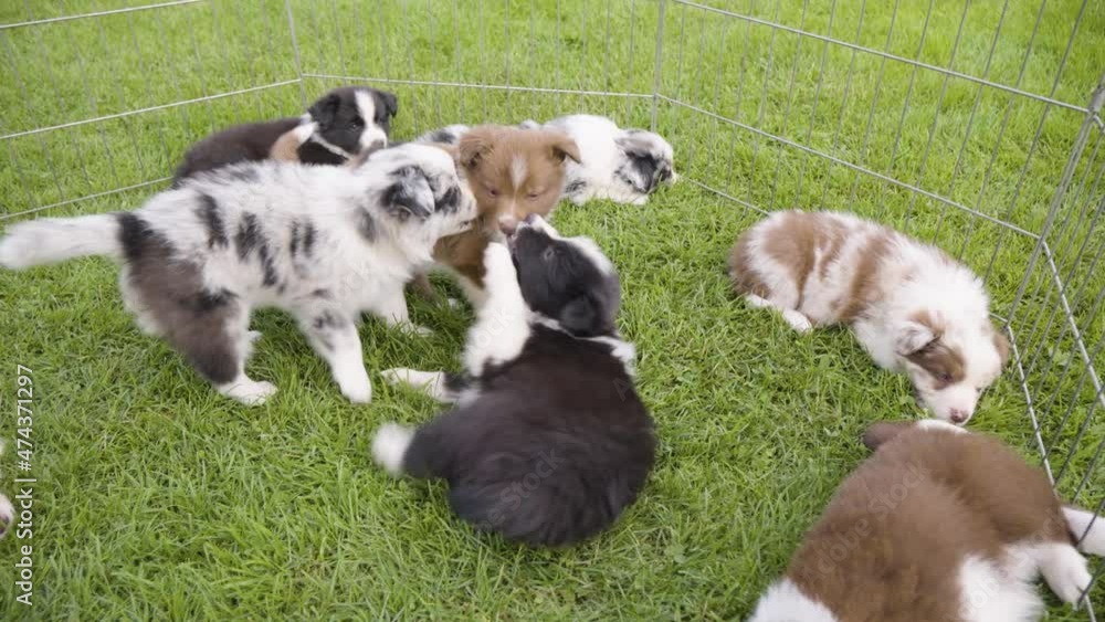 Three puppies playfight on grass in an enclosure with more puppies resting around - top closeup Three puppies playfight on grass in an enclosure with more puppies resting around - top closeup