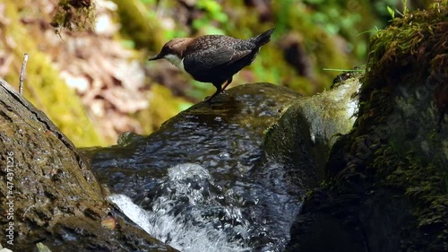 White-throated Dipper (Cinclus cinclus) photo