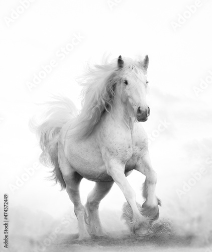Fototapeta Naklejka Na Ścianę i Meble -  Snow-shite shire horse running forward