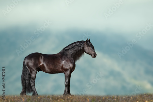 Beautiful frisian stallion in mountains photo