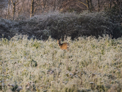 Reh auf Frostigem Acker