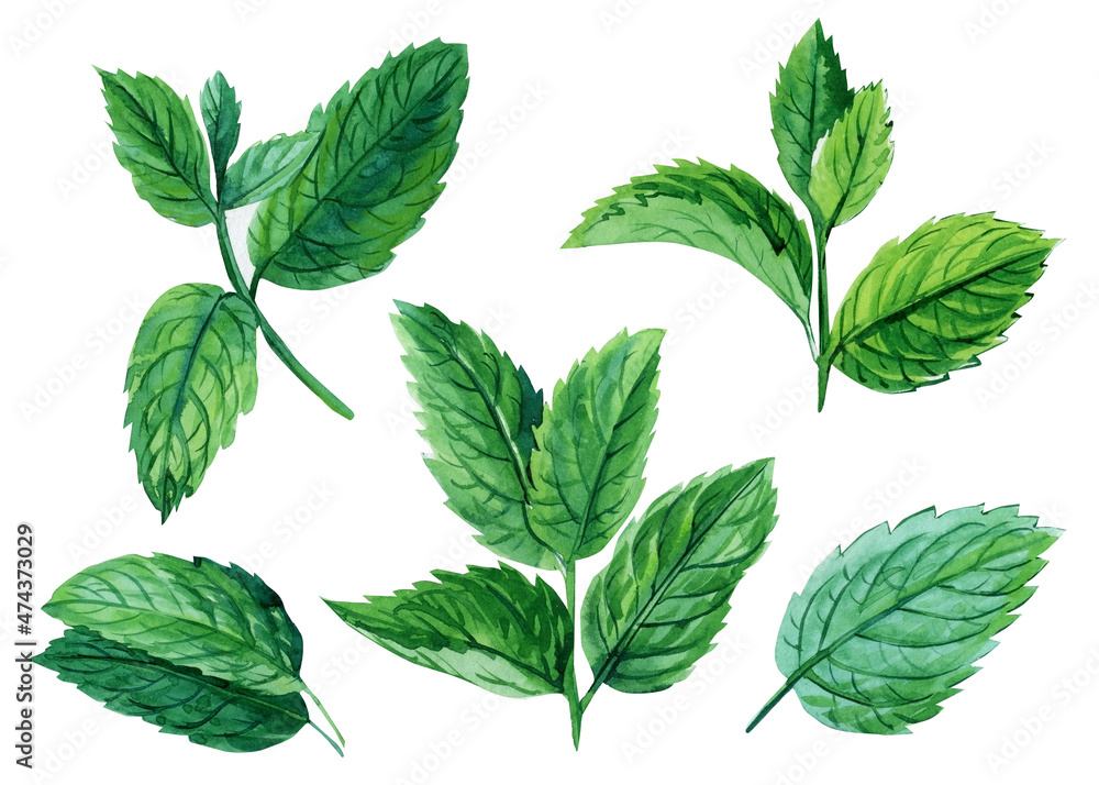 Watercolor mint collection. Hand drawn illustration of the fresh mint leaves isolated white