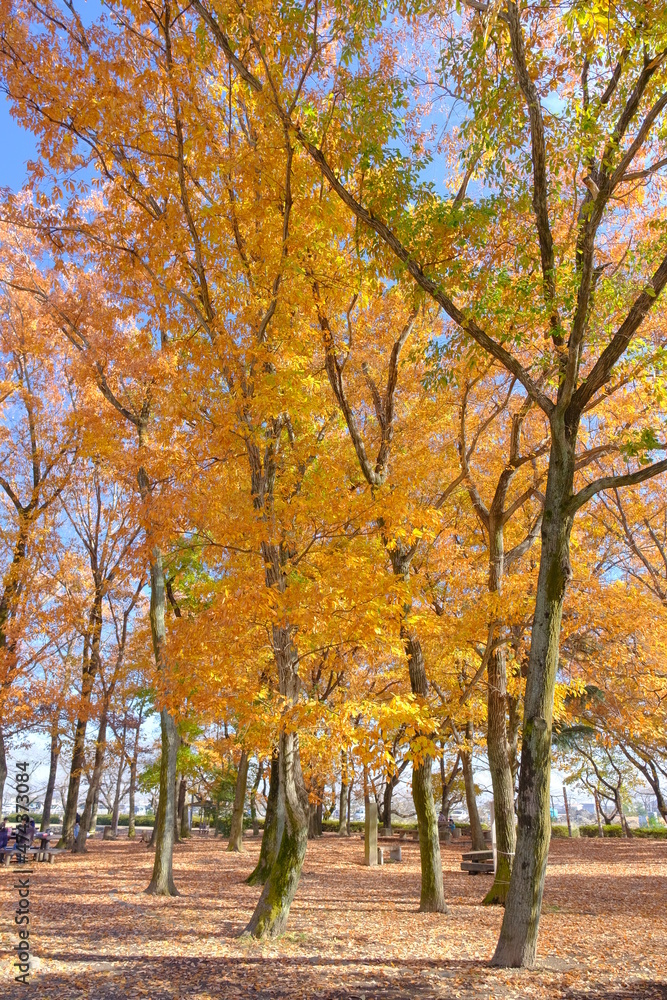 小江戸川越　伊佐沼公園の黄葉