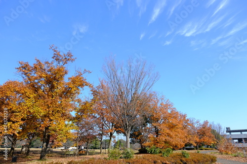 小江戸川越 川越運動公園の秋の風景