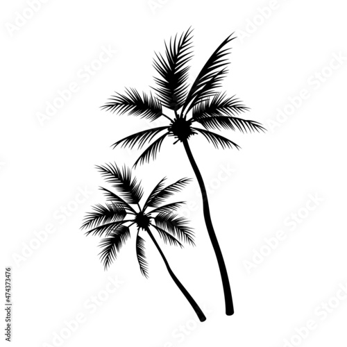 Palms Hand Drawn Composition