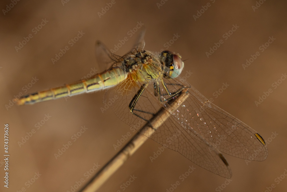 Dragonfly macro closeup vertical Dragonfly macro closeup vertical