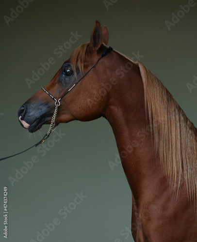 Fotografie Arabian bay horse portrait in dark stable